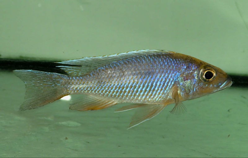 Otopharynx lithobates 'Three Peaks Reef'
